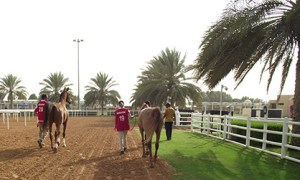 Greater Glide and Nightwind's Savannah leaving with Glenn and Kim after completing the trot-in. Photo Credit: Dessia Miller