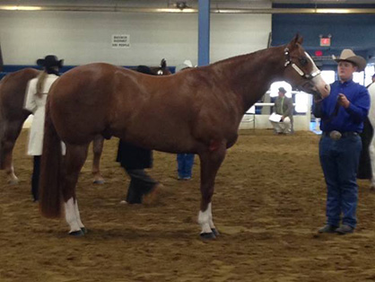 #FunFriday- How to Entertain a Halter Horse Over Winter Break- Teach Him to Fetch!