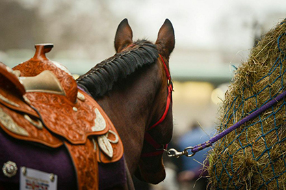 Congratulations AQHA Award Winning Clubs!