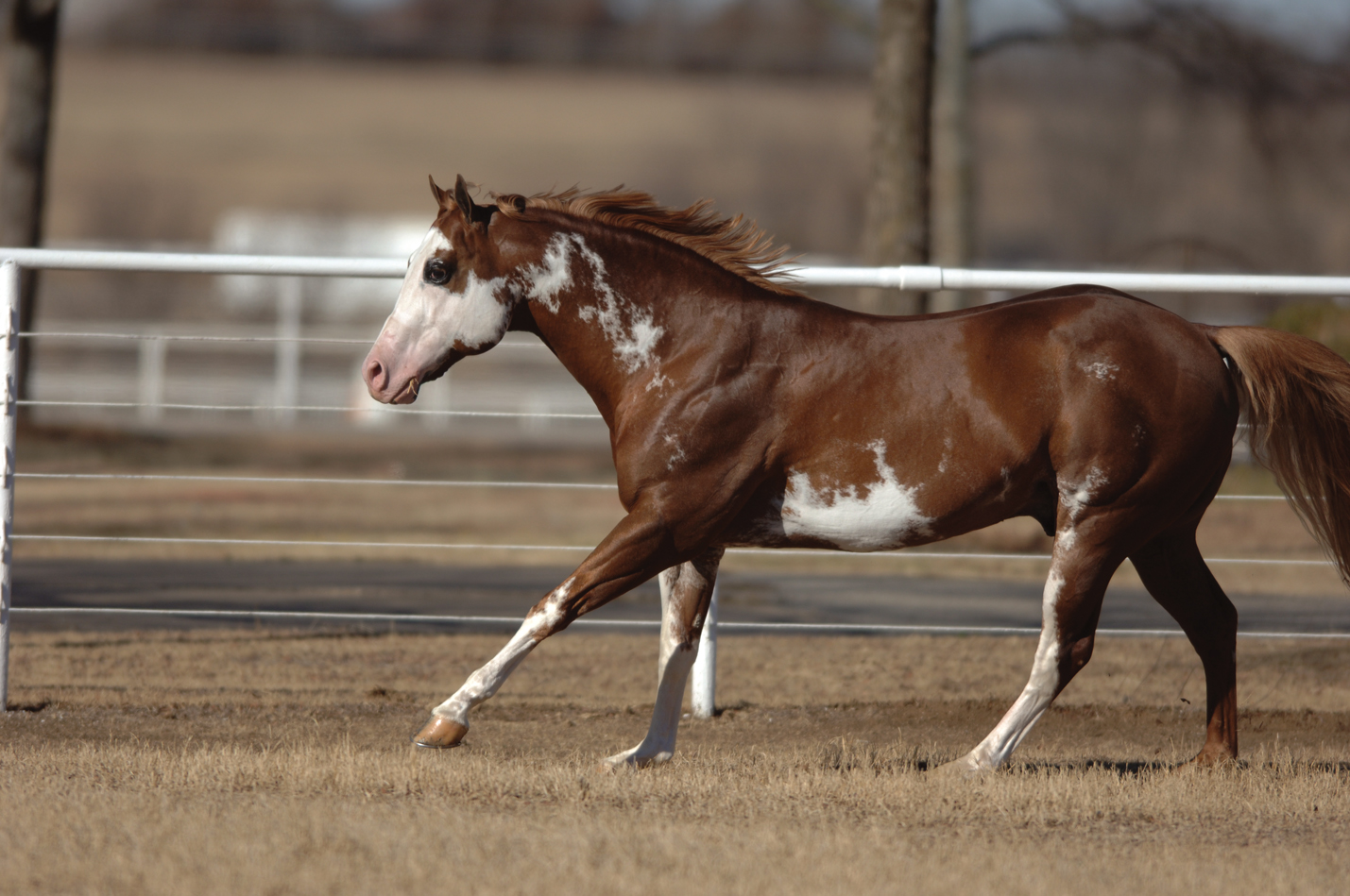 Get Up Close and Personal With Sires Like Zippos Sensation, A Scenic Impulse, John Simon and More During 2015 TX Farm Tour