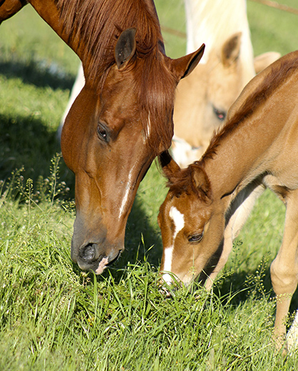 Feeding Your Horse to PREVENT Ulcers