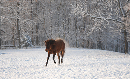 EC Photo of the Day: Horse Snow Day!