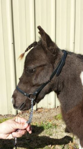 Patti Cake is an 8 month old registered miniature horse. She is currently 24 ¾ inches tall. She was donated by Mary Bess Woodruff of MS.