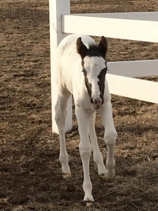 Meet “Minnie” a 2015 APHA filly by Lazy Loper and out of out of Sensational Whiteout (Zippos Sensation). Born Feb. 20th. Photo courtesy of Jenna Toulson. 