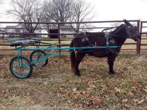 "Molley" a seven-year-old pony is broke to drive. She has been donated by Nathan Miller of MO. Cart is included. 