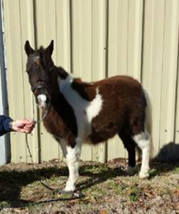 Patti Cake is an 8 month old registered miniature horse. She is currently 24 ¾ inches tall. She was donated by Mary Bess Woodruff of MS.