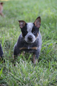 Little O Kennels, of Tamaroa, IL had donated a puppy from your choice of a future litter to the MTTA auction. 
