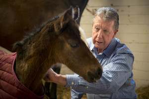 Photo Credit: Joe Proudman/UC Davis. John Madigan inspects a maladjusted foal at Victory Rose Thoroughbreds in California. 