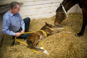 Photo Credit: Joe Proudman / UC Davis. UC Davis School of Veterinary Medicine professor and researcher John Madigan squeezes a maladjusted foal at Victory Rose Thoroughbreds in Vacaville, Calif. on Jan. 21, 2015. The squeezing simulates the foal's trip through the birth canal. Madigan's research has found the squeezing to help the foal recover from Neonatal Maladjustment Syndrome, sometimes within hours. 
