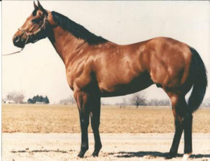 Bully Bullion. Photo courtesy of Oklahoma Quarter Horse Association.