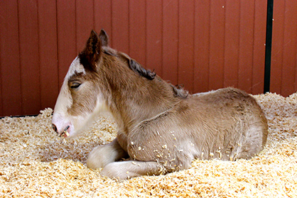 #FunFriday- Welcome the Newest Addition to the Budweiser Clydesdale Herd!
