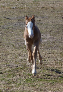 2015 foal by VS Flatline and out of A Certain Illusion. Proudly owned by Mike Hershberger.