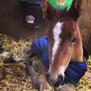 2015 foal named "Cash" by Allocate Your Assets and out of Detailicious.  Photo courtesy of owner Stephanie Manhart.