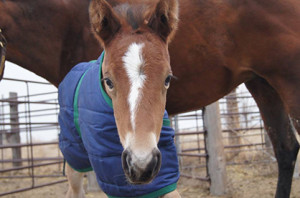2015 foal named "Cash" by Allocate Your Assets and out of Detailicious.  Photo courtesy of owner Stephanie Manhart.