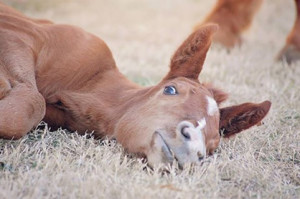 2015 foal by Too Sleepy To Zip. Proudly owned by Jakob Garner. 