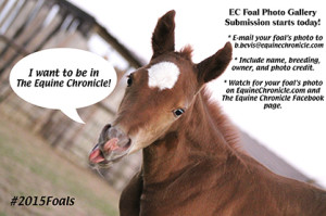 foal