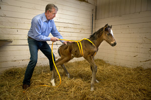 Joe Proudman / UC Davis..UC Davis School of Veterinary Medicine professor and researcher John Madigan squeezes a maladjusted foal at Victory Rose Thoroughbreds in Vacaville, Calif. on Jan. 21, 2015. The squeezing simulates the foal's trip through the birth canal. Madigan's research has found the squeezing to help the foal recover from Neonatal Maladjustment Syndrome, sometimes within hours.