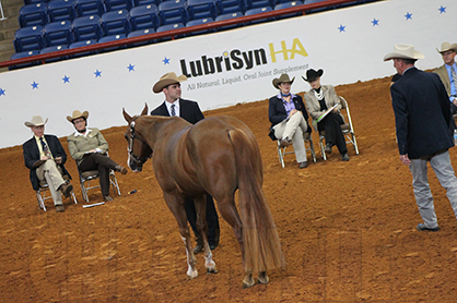 Prepaid Horse Show Programs, More Bang For Your Buck?