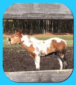 I was taking pics of a new baby this afternoon and I caught "Early Bird" telling me what he thought of the new baby.  EB is a sorrel/toby colt sired by Only In The Moonlite and his dam is an Invited Back daughter. According to APHA, he is the only Tobiano stud by Moonie. Photo courtesy of Elizabeth Brewer.