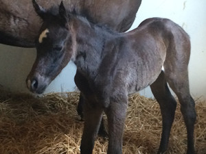 Meet "Tootsie" pictured here at less than 2 hours old. She is a beautiful filly by Gumz Farms' junior stallion,  Its A Southern Thing aka "Moonpie" and out of RL Suddenly Abbey (producing daughter of A Sudden Impulse) Owned by  Gumz Farms. 