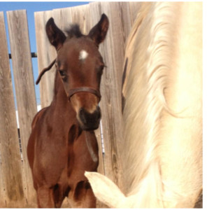 "Lightning" by Potentially Lazy and out of Vitalism. Owned by Saul Sliss and RT Quarter Horses.