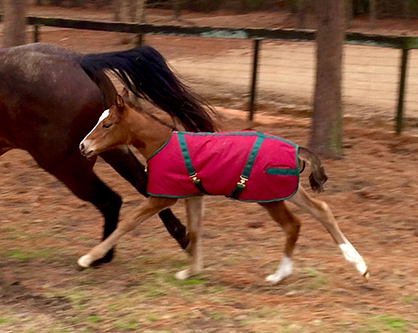 EC Foal Photo of the Day: Lazy Loper/One Hot Drama Mama