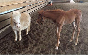 Meet Norman and his companion Marshmallow. Norman is by These Irons Are Hot and out of Vintage Connection (TB). Unfortunately, Vintage passed away during foaling in February. Thankfully, Marshmallow is his new buddy! Norman is owned and bred by Chad Mendell and Angi Bauer of Heritage Horse Farm in Georgetown, Ky. Photo courtesy of Megan Arszman.