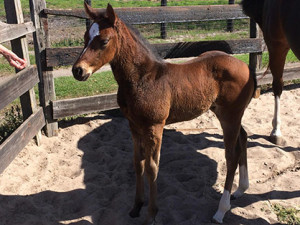 2015 filly by VS Code Red and out of Custom Maid Career. She is a full sister to  VS Career Girl. Owned by the Malik family of Binghamton, NY.