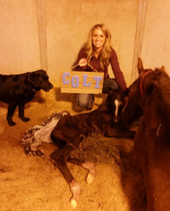2015 bay colt by Hot N Blazing and out of Sunny Tonight. Pictured with Courtney Battison and T Money the black lab.  