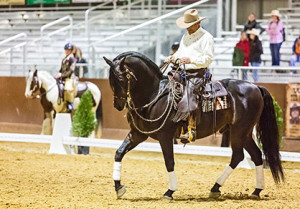 Eitan Beth Halachmy with his beautiful Morgan stallion, Photo courtesy of Eitan Beth Halachmy. 