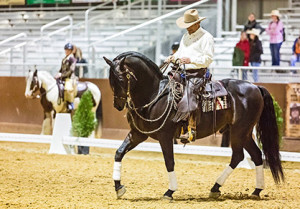 Eitan Beth Halachmy with his beautiful Morgan stallion, Photo courtesy of Eitan Beth Halachmy. 