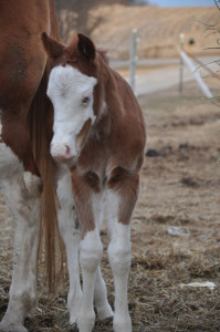 2015 APHA colt by FG Totally A Charmer and out of Miss T D Kid. Owned by Kimberly and Jeffrey Birkett.