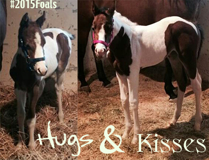 EC Foal Photo of the Day: Hugs and Kisses