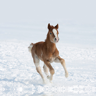 Helping Your Foal Get a Head Start in Life
