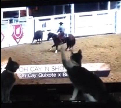 #FunnyFriday Video: Working Cowhorse Cats