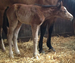 Cinderella: 2015 filly born March, 4th - by Spat Split And White  and out of Ima Cindy Rooster (Ricochet Rooster x Cinderella Jac) Photo courtesy of Francesca Morandotti. 