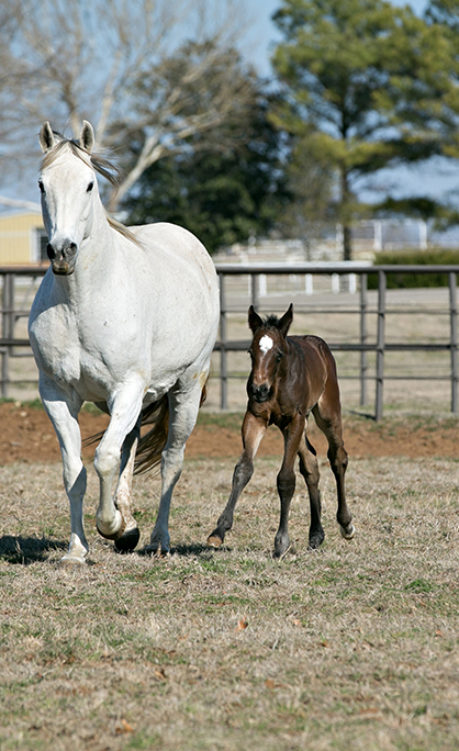 EC Foal Photo of the Day- by AQHA Stallion Resurrection