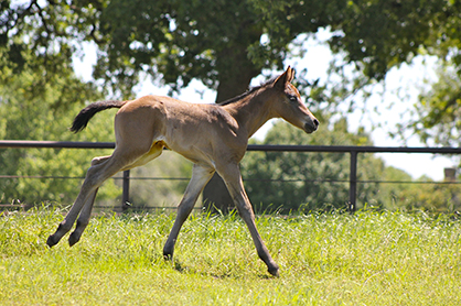 Care of the Mare and Foal During Weaning Time