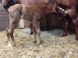 "Winston" is a red roan colt by VS Code Red and out of my mare, Pretty N Chocolate. Photo was taken at less than 24 hours old. Photo courtesy of Katie Glon.