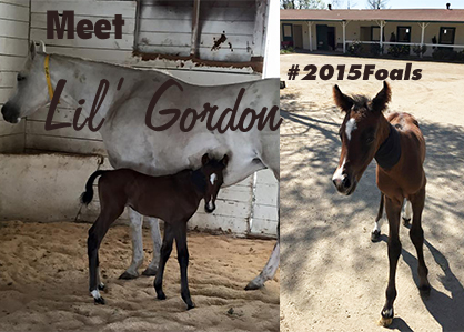 EC Foal Photo of the Day: Meet Lil’ Gordon!