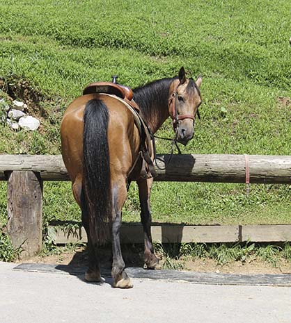 New Law Will Protect At-Risk Horses in Kentucky