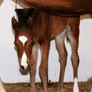 Bay filly by Hot Ones Only and out of Natural Instincts. "Coco" is owned by the DePalma Family.   
