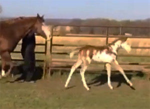 paint foal