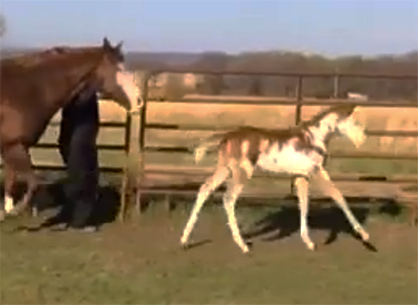 EC Foal of the Day: Courtesy of All Time Fancy