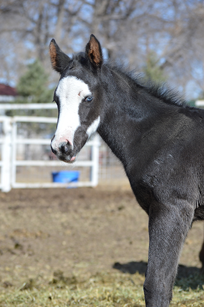 EC Foal Photos of the Day: All Time Fancy, Hot Ones Only, RL Best of Sudden, Hot N Blazing