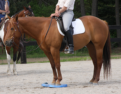 SURE FOOT™ Equine Stability Program Nominated For Innovation Award