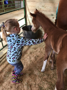 Born March 30th, 2015 this sorrel overo stud colt is by Open For Suggestion and out of the multiple World Champion producer and double-bred Sonny Dee Bar mare, Laced N Flames. This colt is is proudly owned by Samantha Martin of Martin Show Horses in Van Horne, Iowa.