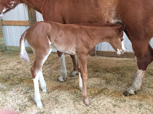 Born March 30th, 2015 this sorrel overo stud colt is by Open For Suggestion and out of the multiple World Champion producer and double-bred Sonny Dee Bar mare, Laced N Flames. This colt is is proudly owned by Samantha Martin of Martin Show Horses in Van Horne, Iowa.