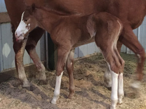 Born March 30th, 2015 this sorrel overo stud colt is by Open For Suggestion and out of the multiple World Champion producer and double-bred Sonny Dee Bar mare, Laced N Flames. This colt is is proudly owned by Samantha Martin of Martin Show Horses in Van Horne, Iowa.