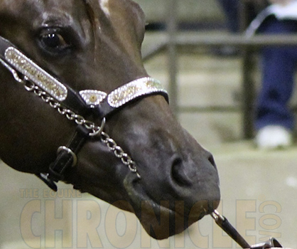 WCHA Meets With AQHA to Address Lip Chain Ban at Sanctioned Shows